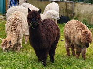 ENTRE LANAS Y AGUJAS