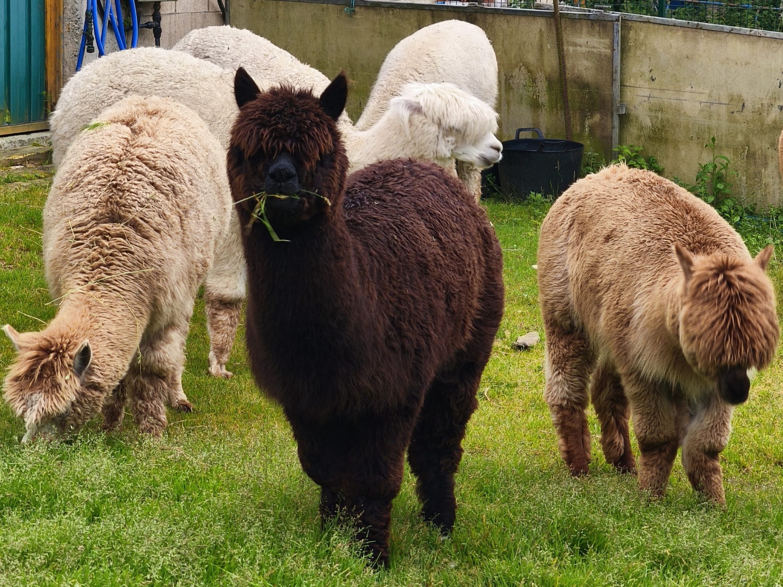ENTRE LANAS Y AGUJAS